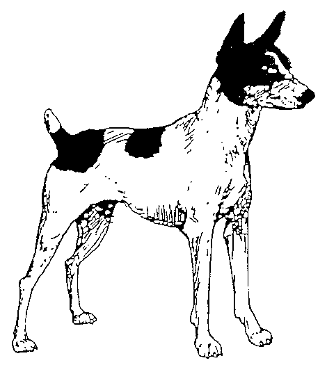 Dog Images