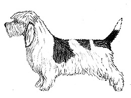 Dog Images