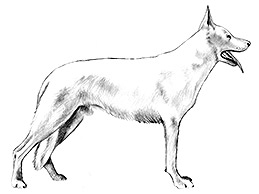 Dog Images