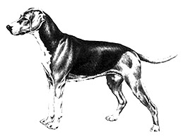 Dog Images