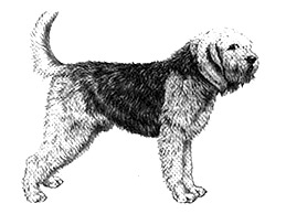Dog Images