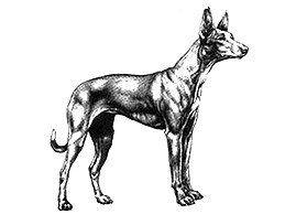 Dog Images