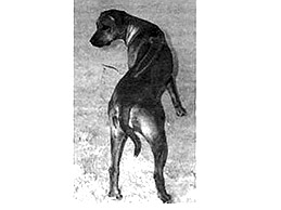 Dog Images
