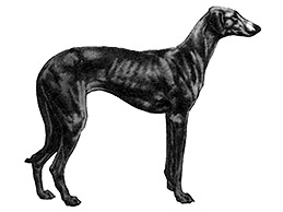 Dog Images