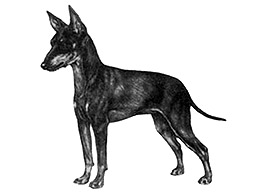 Dog Images