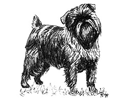 Dog Images