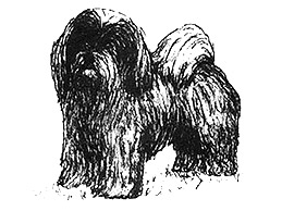 Dog Images