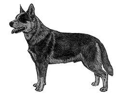 Dog Images