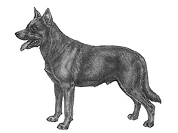 Dog Images
