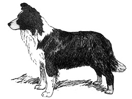 Dog Images