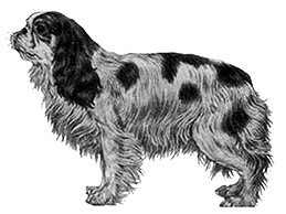 Dog Images