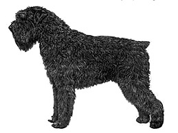Dog Images