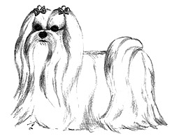 Dog Images