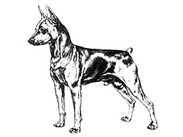 Dog Images
