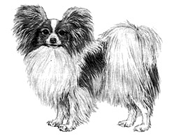 Dog Images
