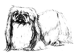 Dog Images