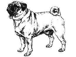 Dog Images