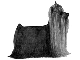 Dog Images