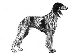 Dog Images