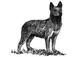 Dog Images