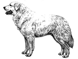 Dog Images