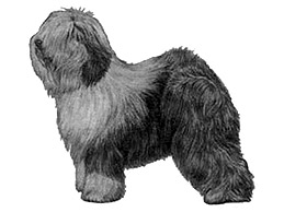 Dog Images