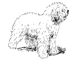Dog Images