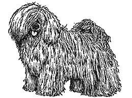 Dog Images