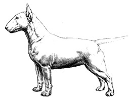 Dog Images