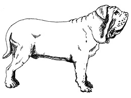 Dog Images