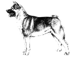 Dog Images