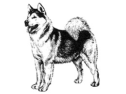 Dog Images