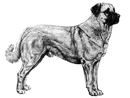 Dog Images