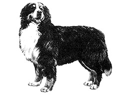 Dog Images