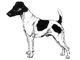 Dog Images