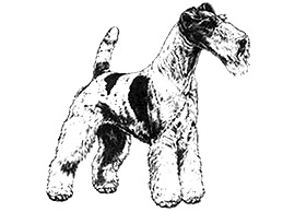 Dog Images