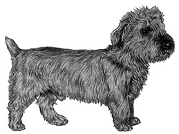 Dog Images