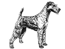 Dog Images