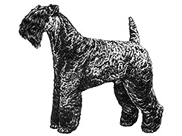 Dog Images
