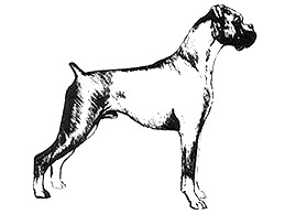 Dog Images
