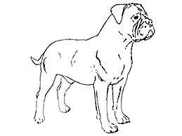 Dog Images