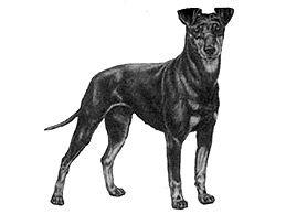 Dog Images