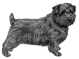 Dog Images