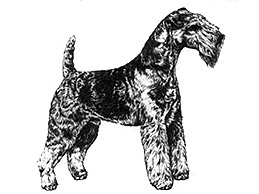 Dog Images