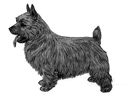 Dog Images