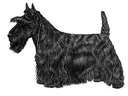 Dog Images