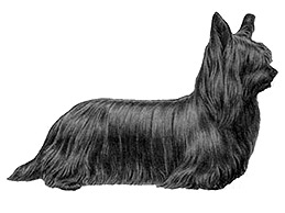 Dog Images