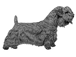Dog Images