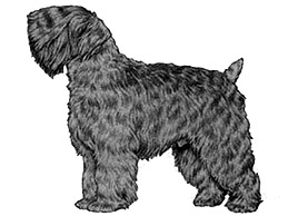 Dog Images