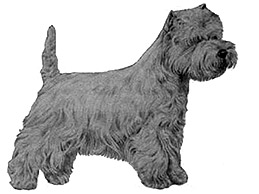 Dog Images